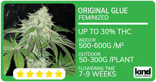 Exploring the World of cannabis seeds iowa